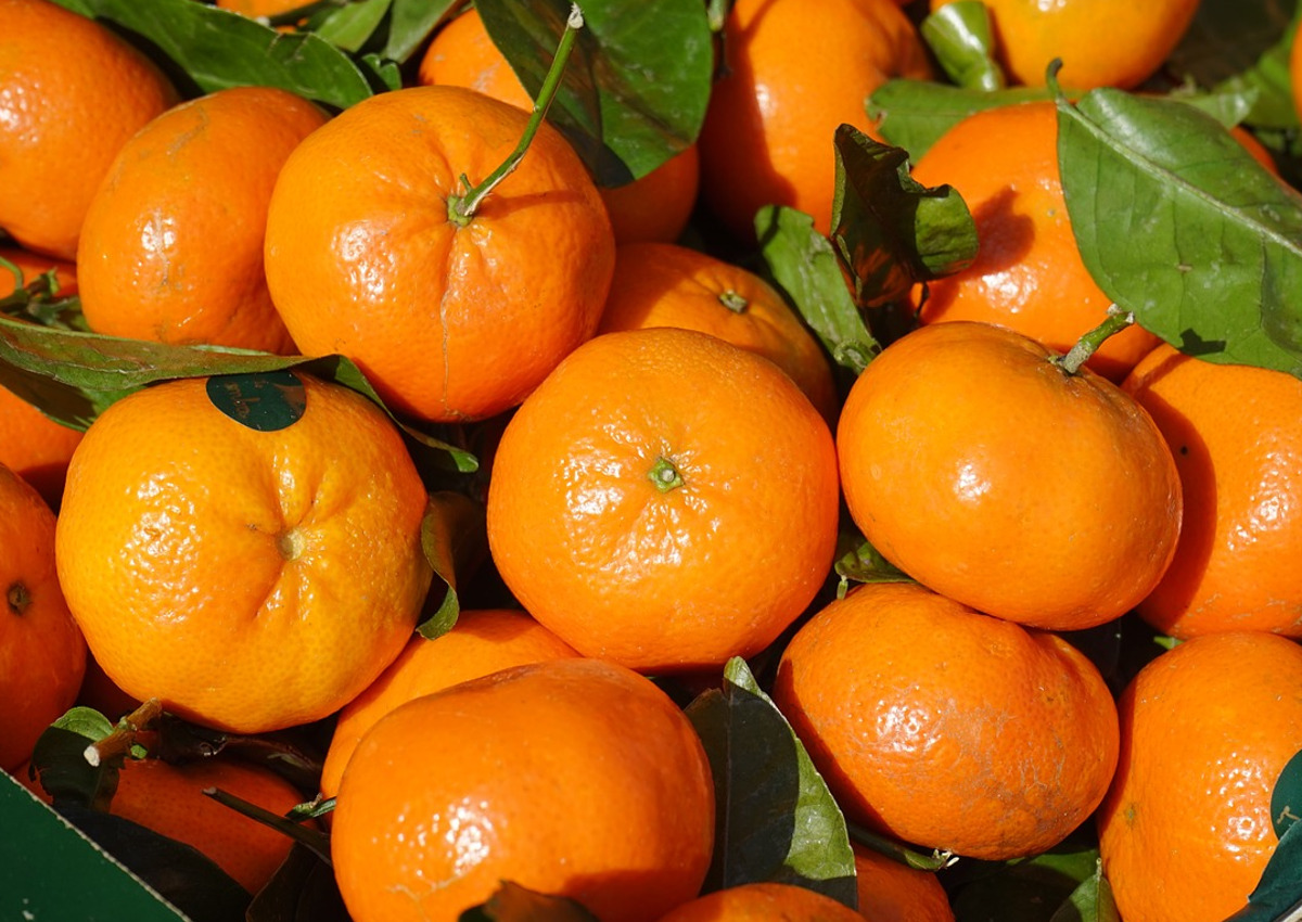 Arrivano le prime clementine sostenibili