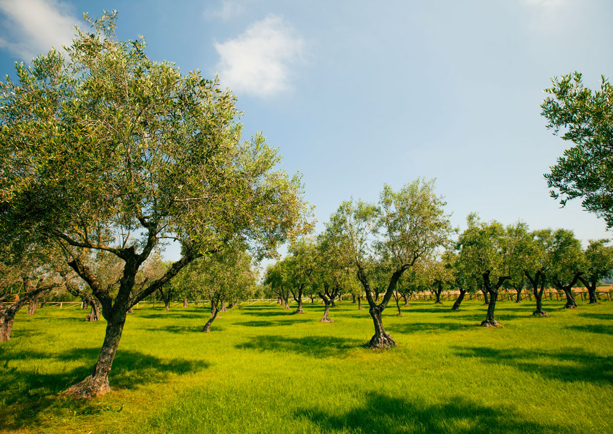 Innovazione nell’olivicoltura: Salov in prima linea col CNR