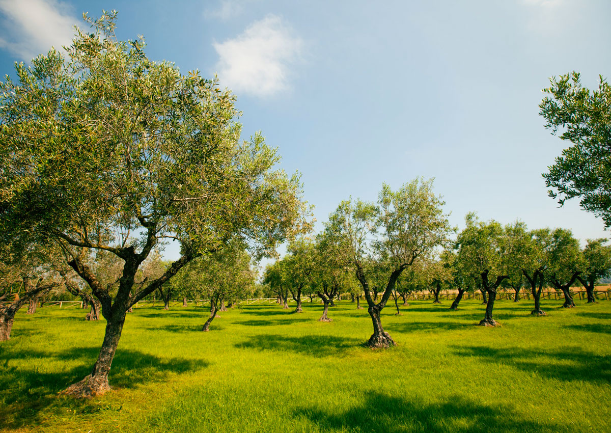 campagna-olio