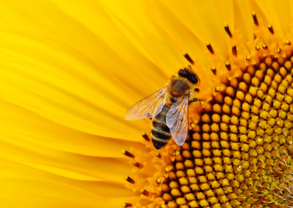Pollinate the planet: il progetto lanciato da 3Bee che piace ai big