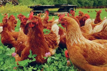 uova galline allevamento aperto