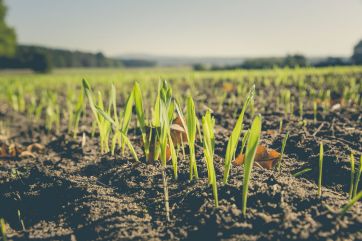 alimentazione sostenibile