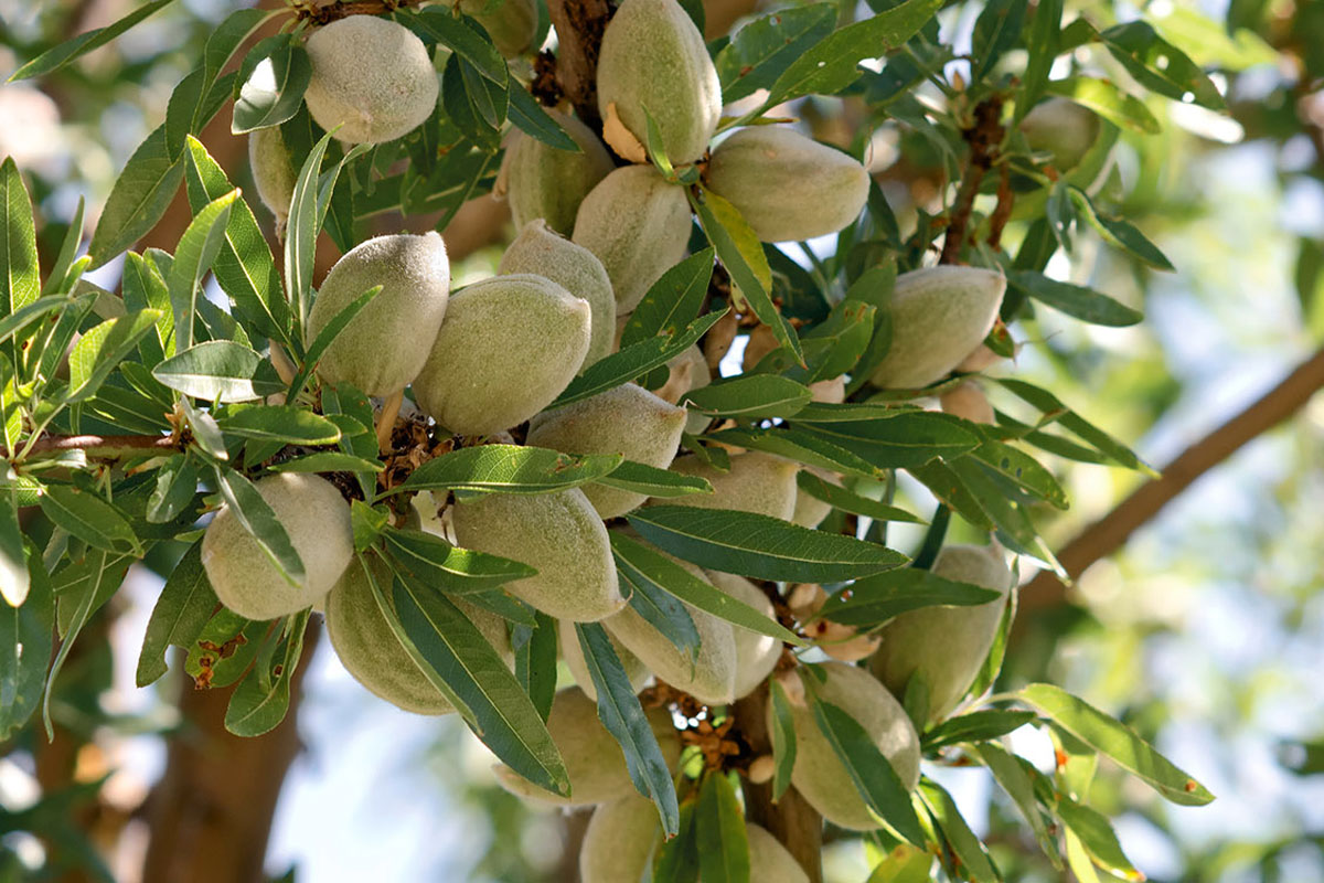 Frutta secca, Besana diventa spagnola