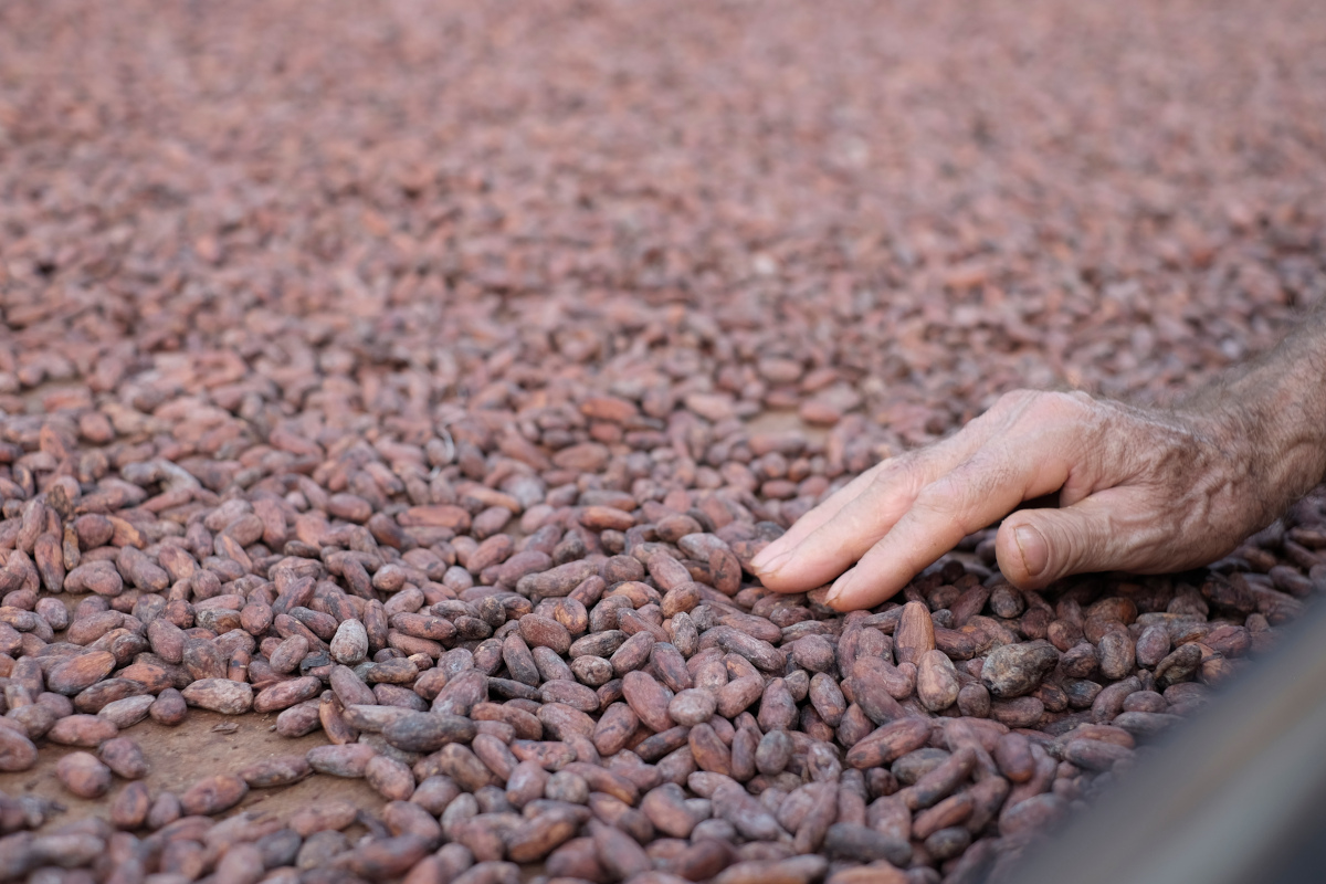 Se il cioccolato è di filiera