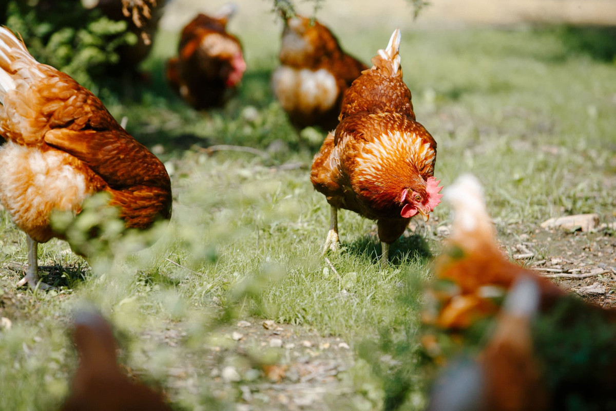 Vital Farms, la gallina dalle “uova d’oro” fa boom in Borsa