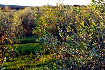 microbi-Campi di ulivi toscani al tramonto. Olio extra vergine di oliva, Farchioni Tuscania.