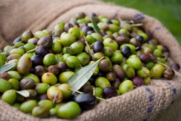 olive-olio-di-oliva-olio pugliese-olivo