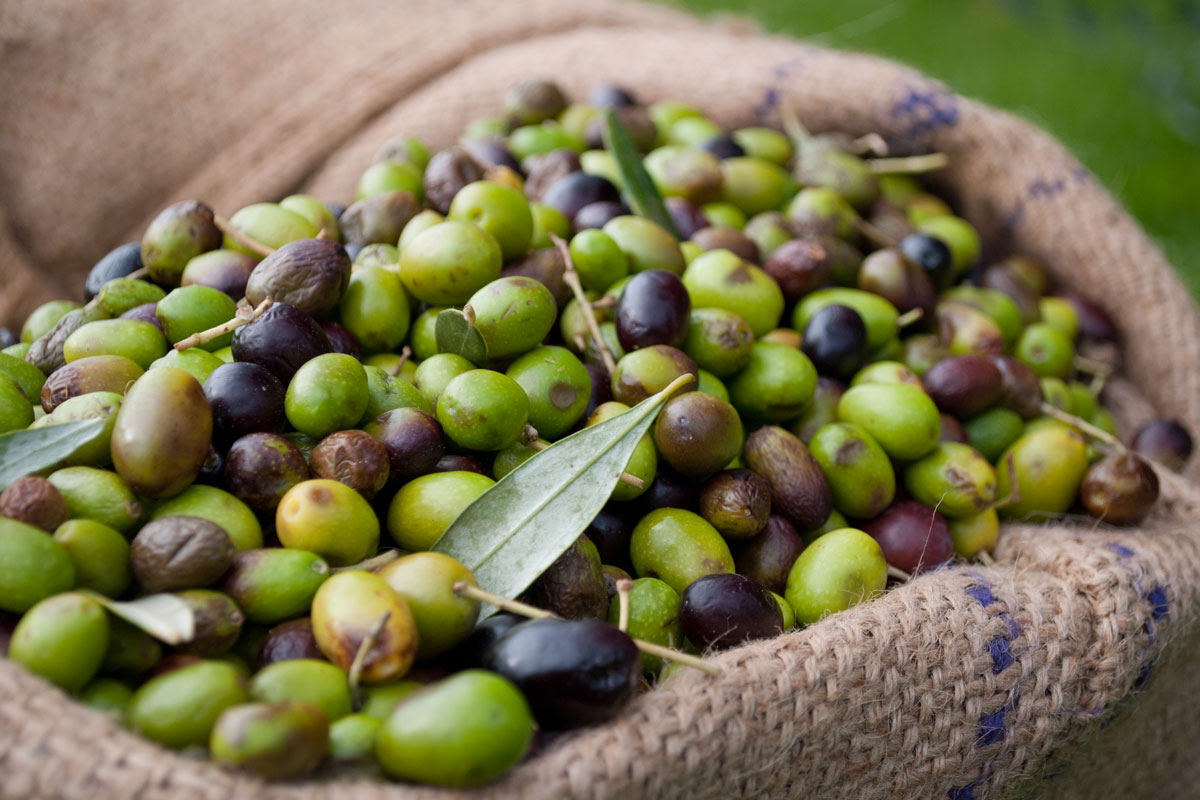 семена оливки купить
