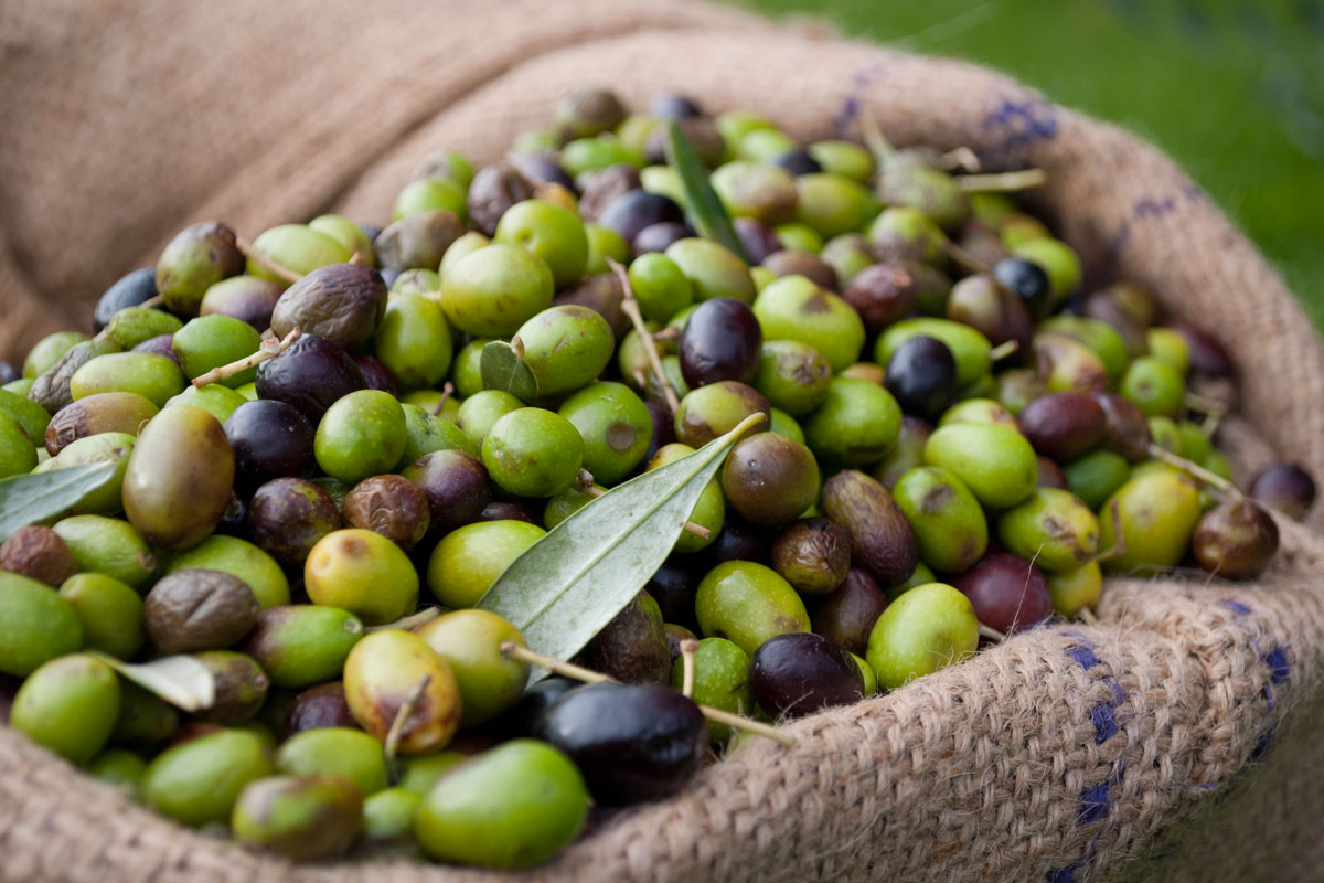 Olio, i vantaggi della coltivazione dell’olivo in aridocoltura