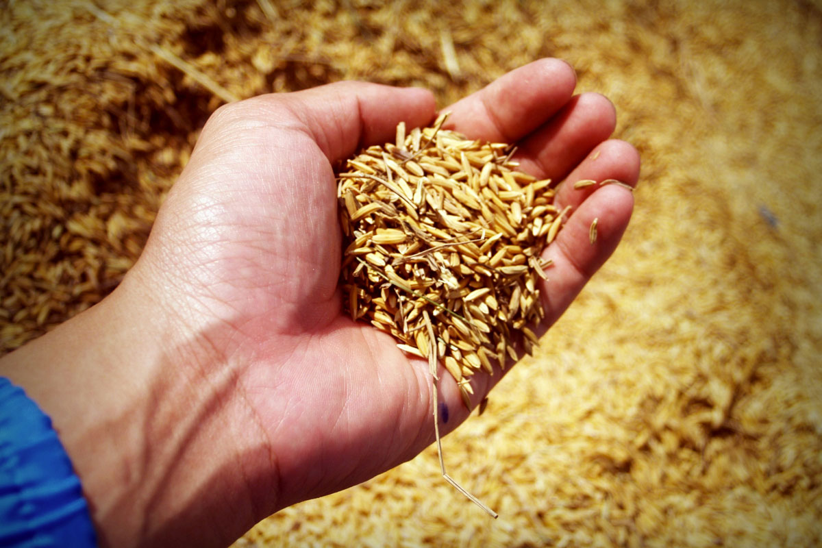 Filiera grano duro-pasta: mappate oltre 150mila tonnellate