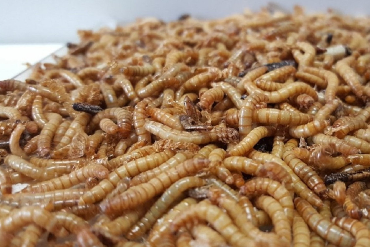 Efsa, via libera agli insetti sulle tavole europee