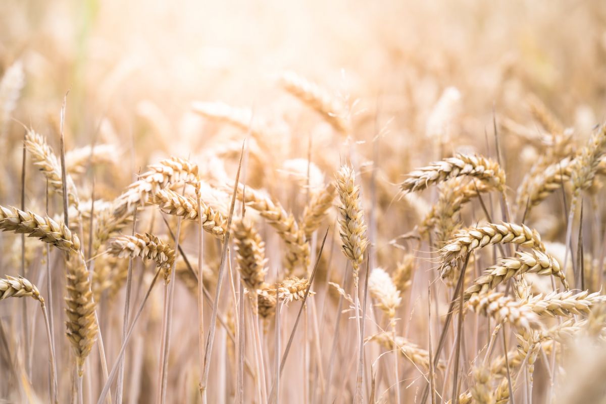 Pasta gluten free: la sostenibilità secondo i big player