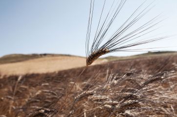 Emilia Romagna-grano duro