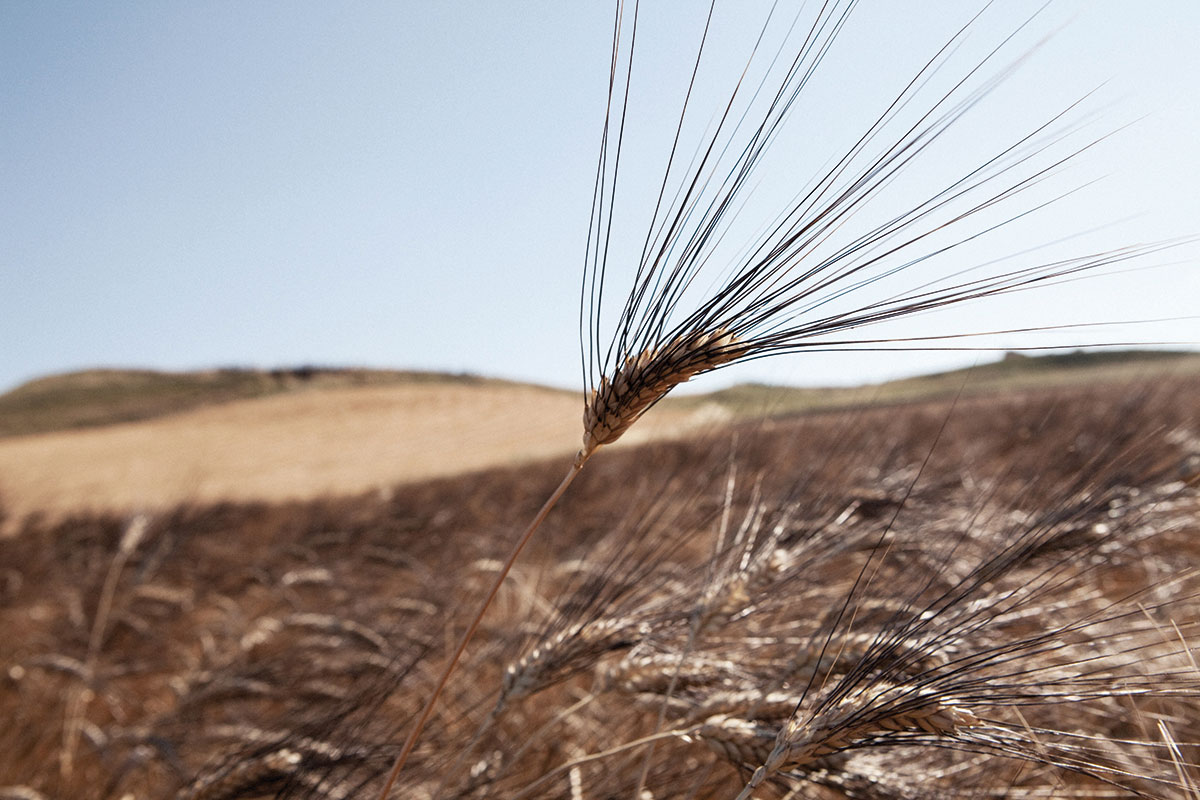 Grano duro, il settore chiede aiuto al governo