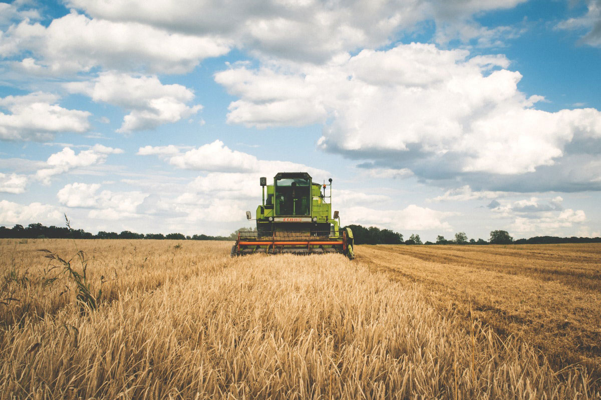 Grano duro: import in crescita