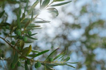 Toscana-Olio Toscano-produzione-olio-extra vergine