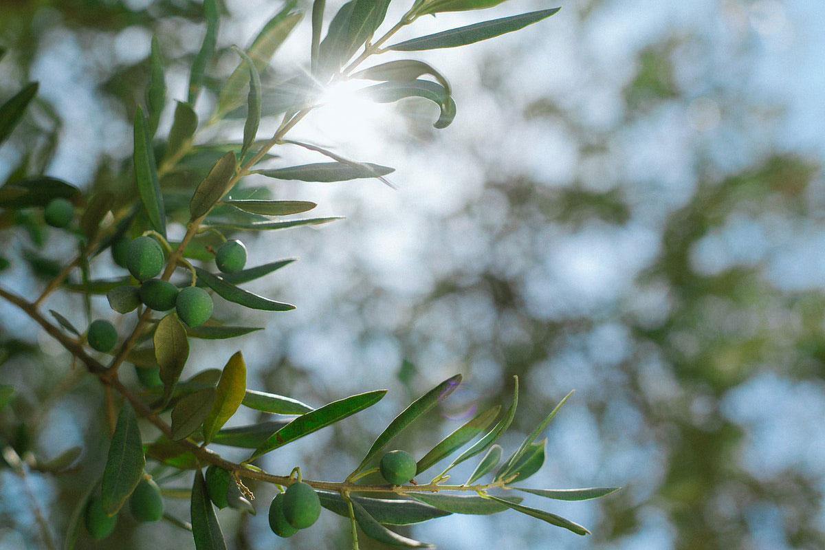 Toscana: meno olio, più caro, ma di buona qualità