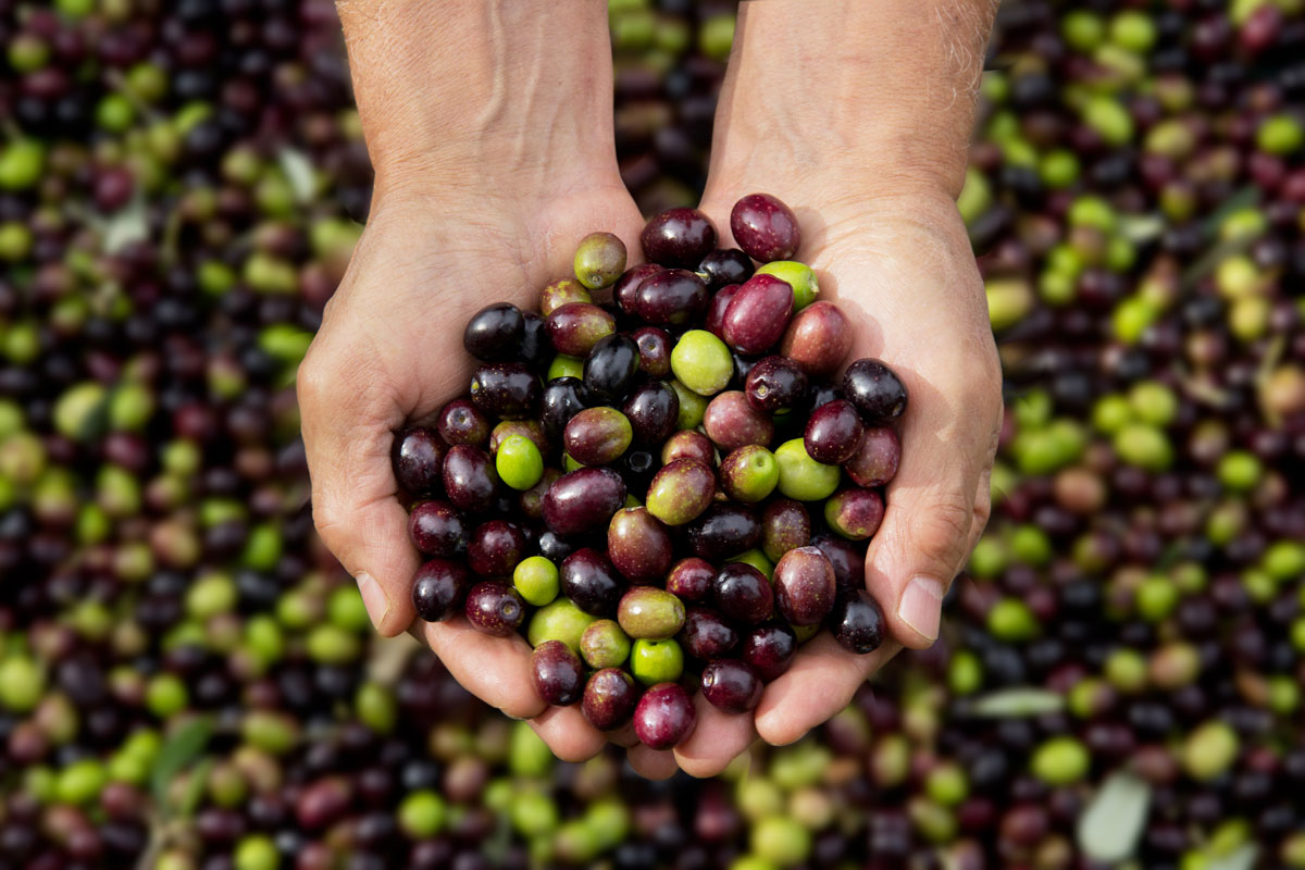 Olio d’oliva, annata da bollino nero