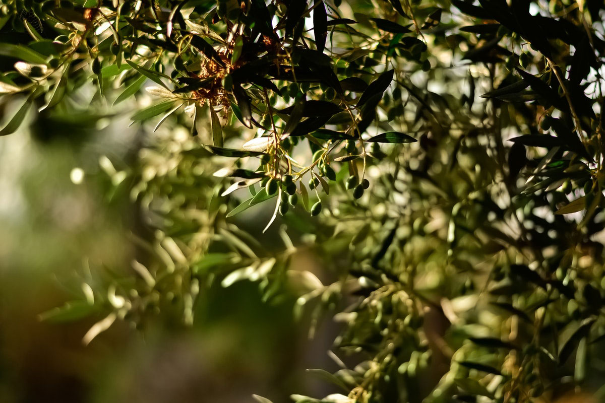 Olio d’oliva extravergine: in Italia il prezzo resta alto a gennaio