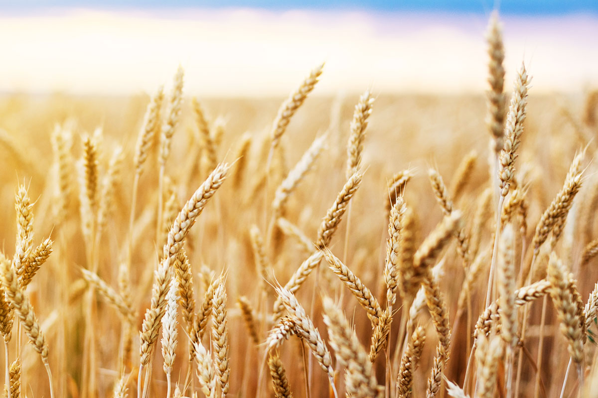 Frumento tenero, i prezzi continuano a crescere