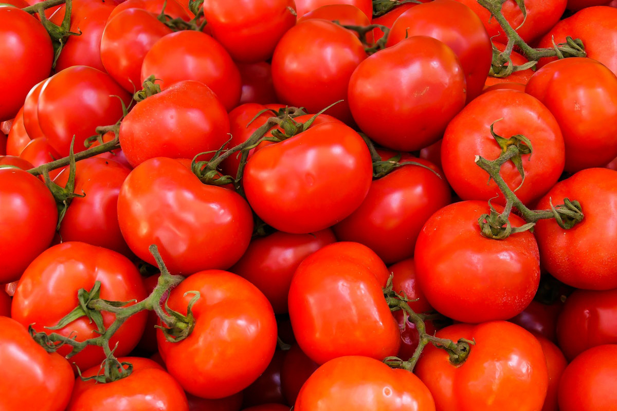 Prezzo del pomodoro 2021, l’accordo non soddisfa i produttori