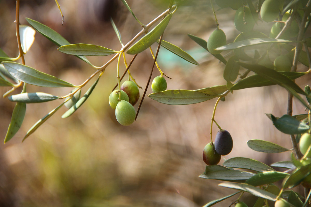 Aipo Verona, olio evo al top di quantità e qualità