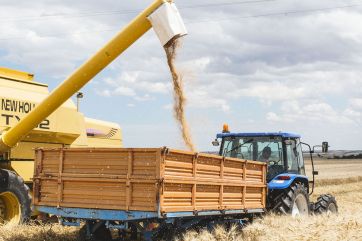 Raccolta grano Granoro. Mietitrebbia versa cereali in rimorchio. Filiera grano duro italiano, pesticide free e glyphosate free.