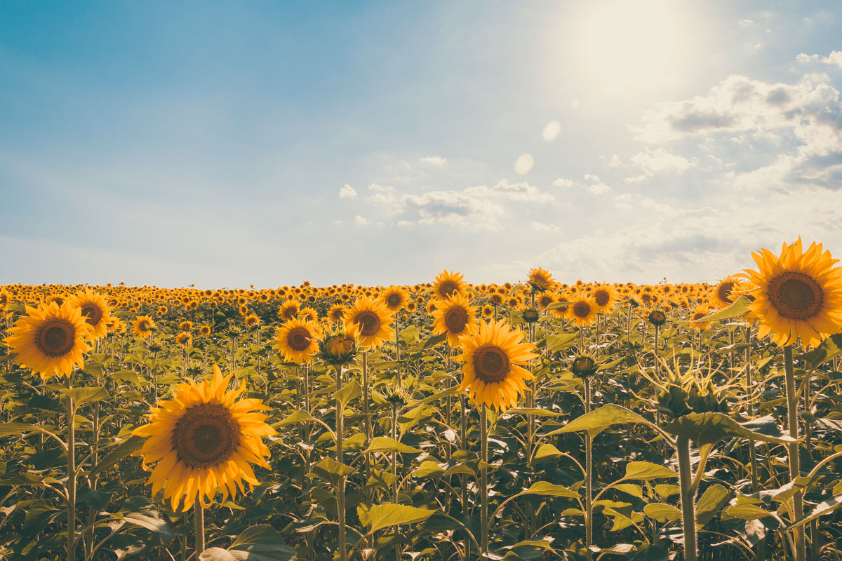 Assitol, i driver di crescita per l’olio di girasole