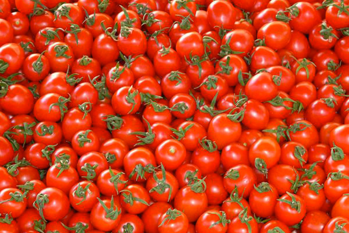 Falso pomodoro “100% italiano”, sequestro di 4.477 tonnellate