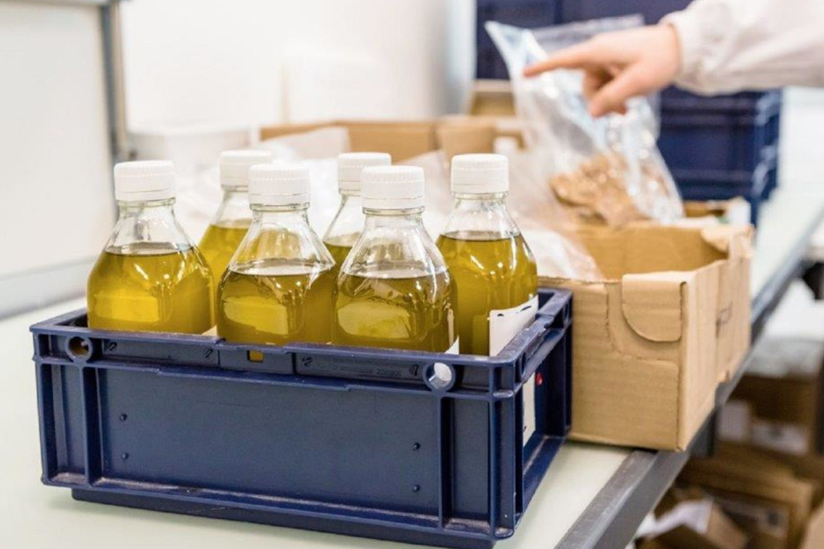 Olio d’oliva, nasce il Competence Centre for olive oil