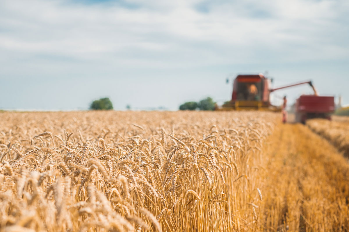 Italmopa: cala la produzione nazionale di grano duro