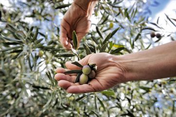 olio-extravergine oliva-Olio Campania