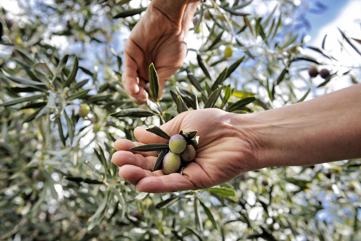Olio d’oliva e consumatori consapevoli, la campagna di Assitol