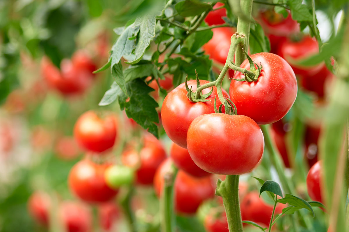 Al Sud nessuna intesa sul prezzo del pomodoro