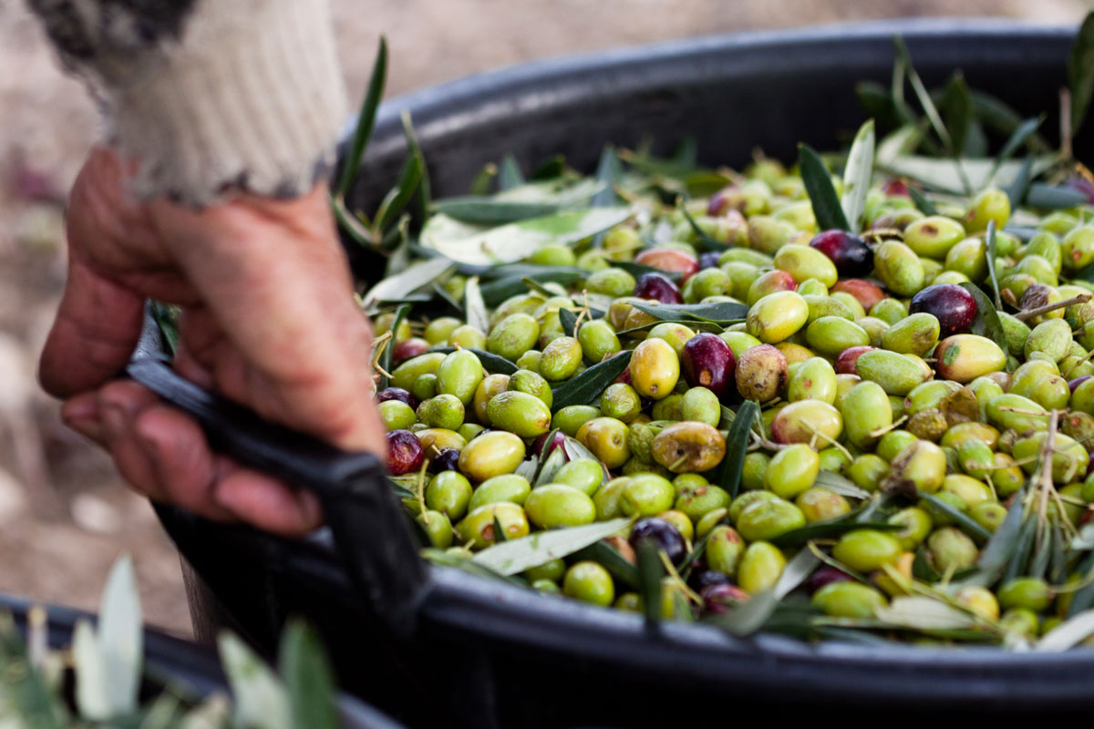 Consumi e salute: quanto vale davvero l’olio d’oliva?