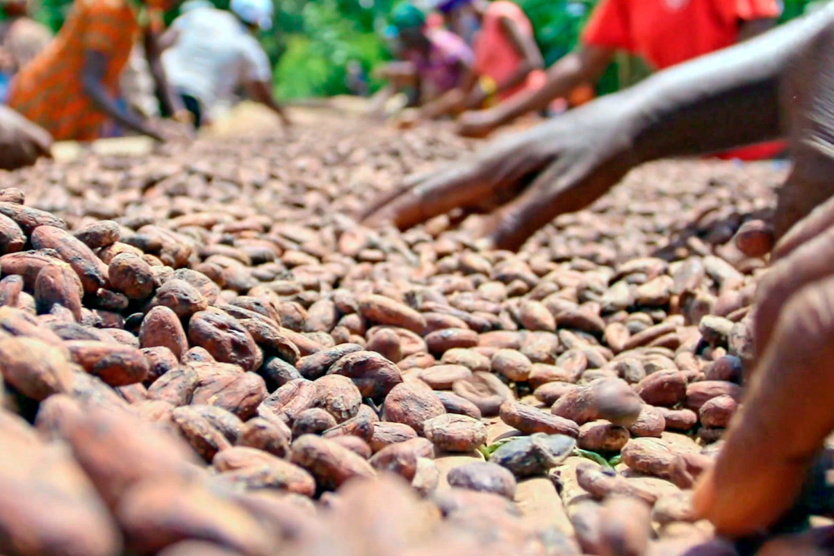 Esselunga racconta in un video il progetto “Cacao Sostenibile”