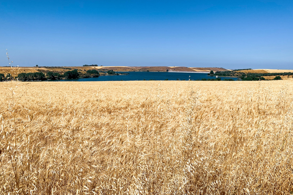 Italmopa: produzione 2021 di frumento duro in recupero