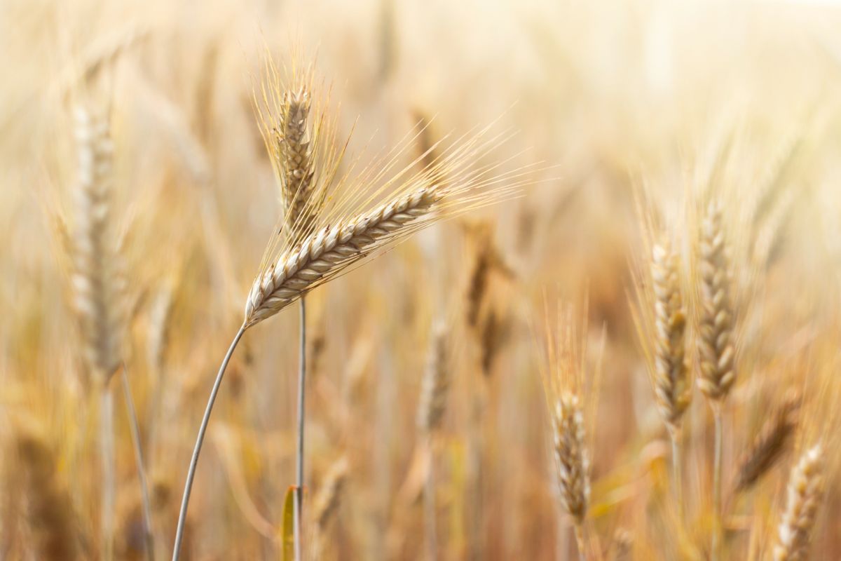 Grano tenero: avanza la produzione nazionale