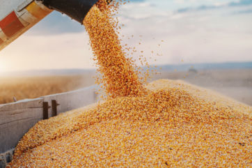 frumento-mais-pasta-grano duro