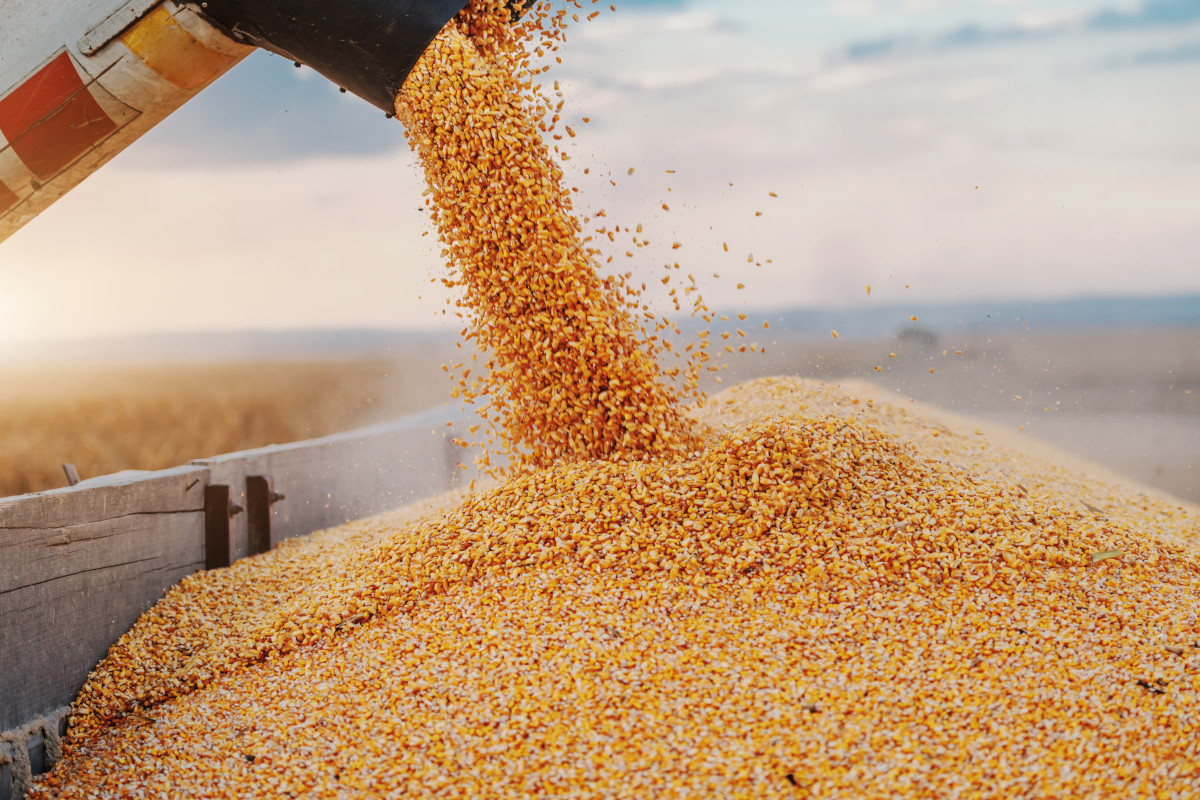 Grano duro, in vista un aumento della produzione