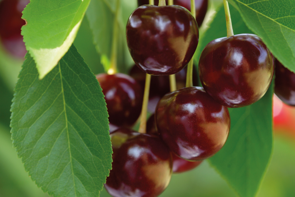 Ortofrutta, inflazione e maltempo fattori cruciali