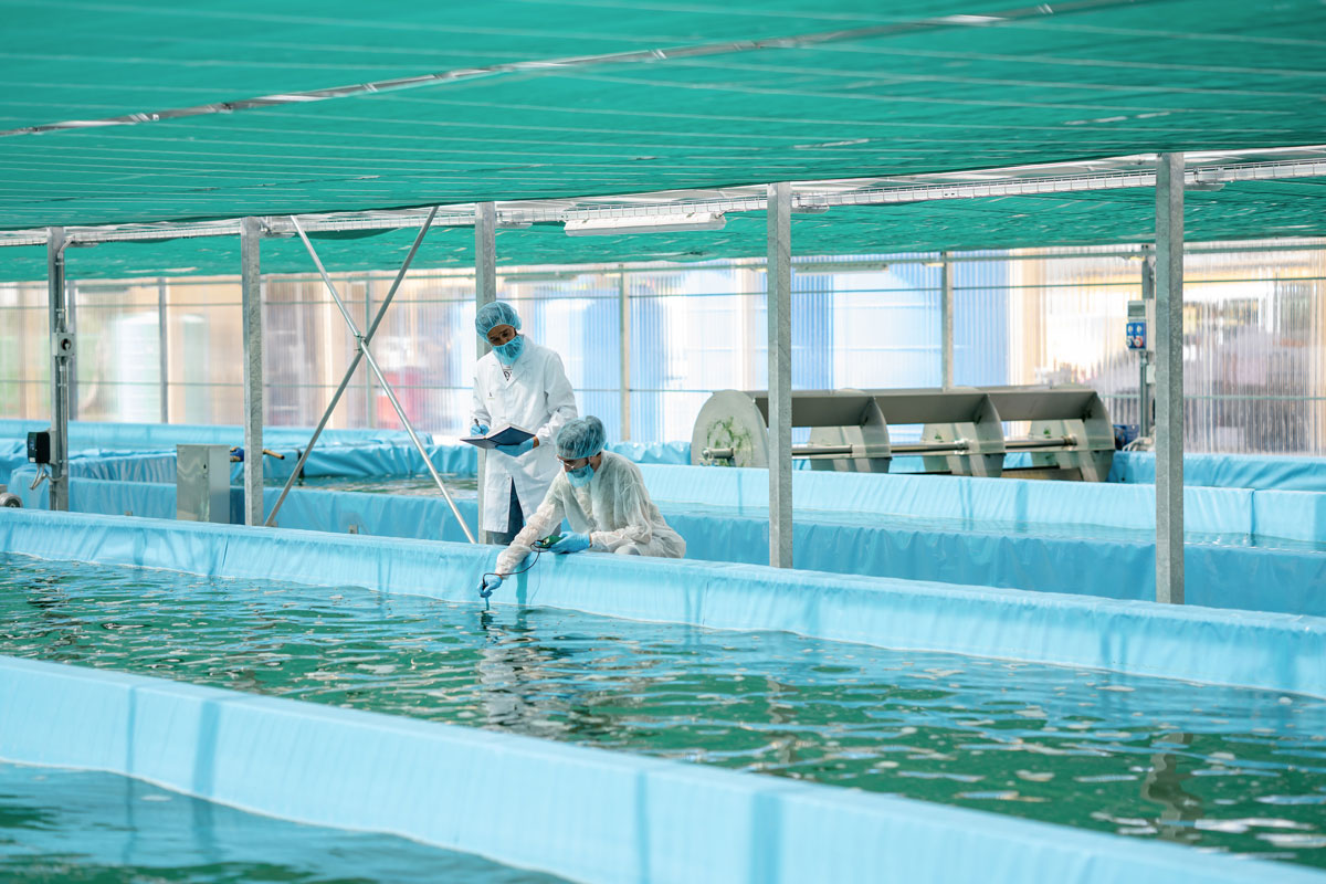 Andriani e ApuliaKundi insieme per la produzione di alga Spirulina