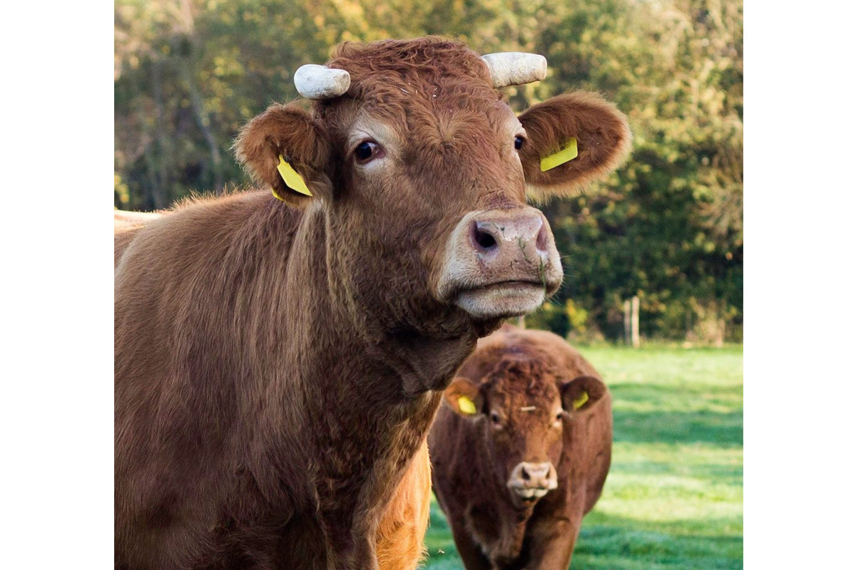 Mosa Meat-Di Caprio-cows
