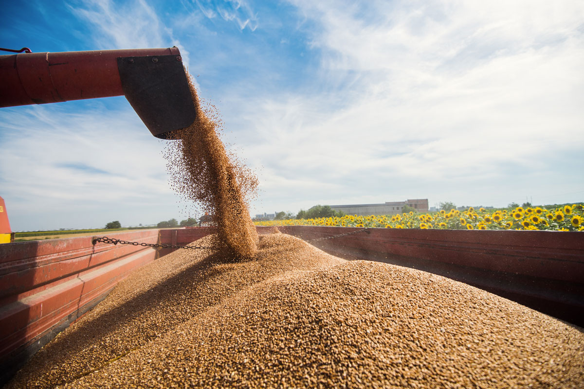 Pasta, l’industria italiana alle prese con la “crisi del grano”