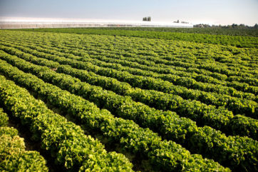 ortaggi-Campi coltivati OrtoRomi. Lattuga fresca in filari, serre sullo sfondo. Ortaggi di stagione, agricoltura italiana.