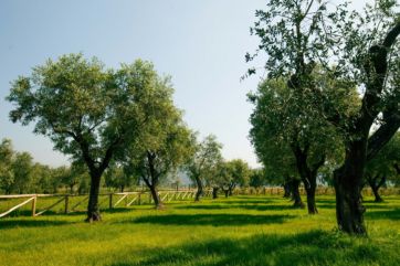 salov sostenibilità-Xylella