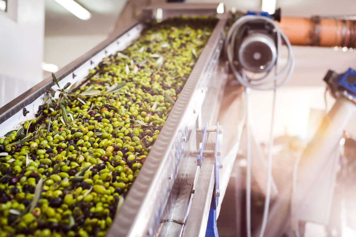 Olive e olio, crolla la produzione nazionale