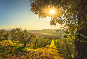 oliveto oleoturismo