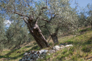 Monini-ulivi-olivi
