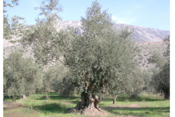 olio-campagna olivicola-Bosco Monini